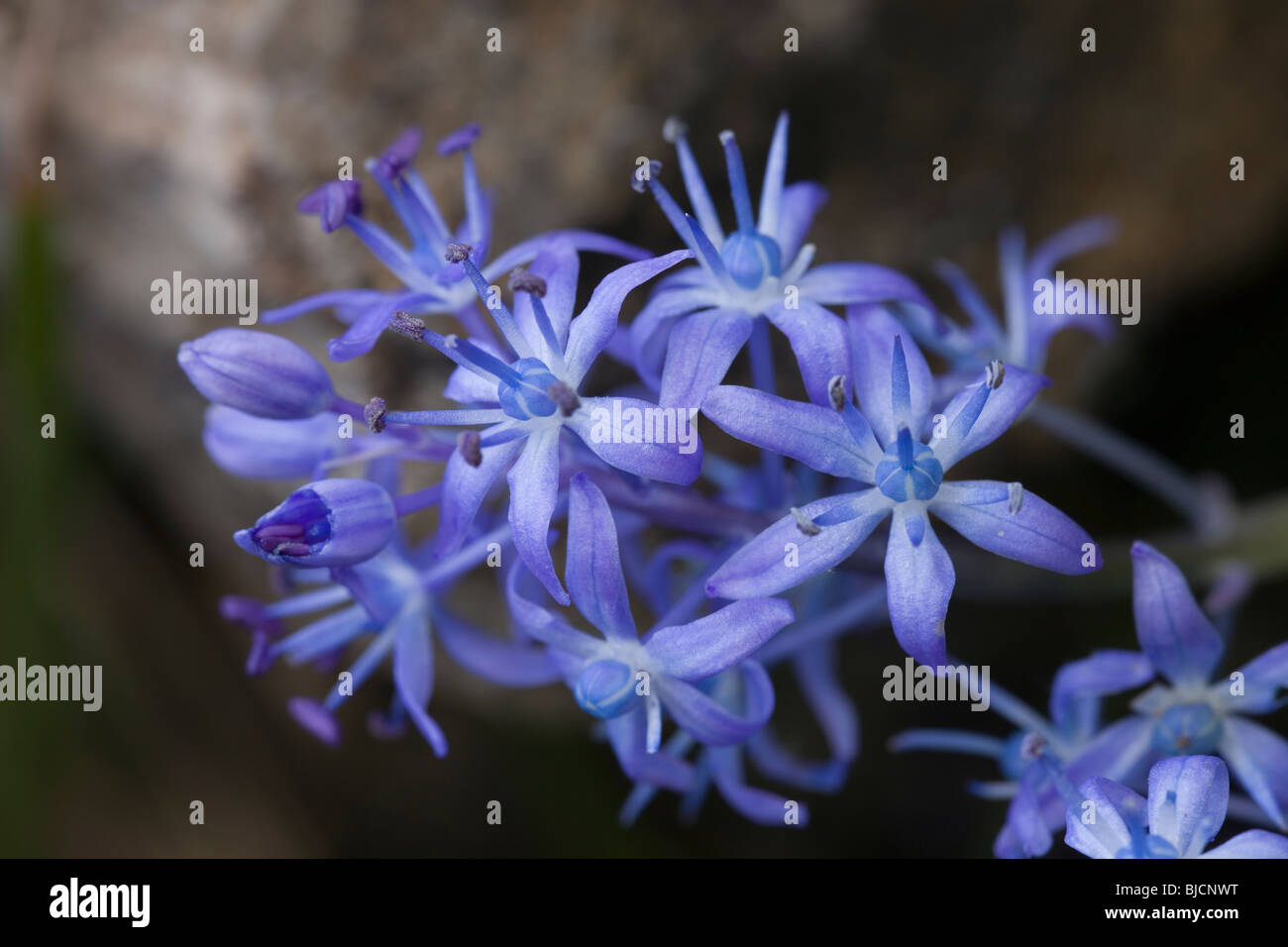 Messinian Squill in the Peloponnese of Greece Stock Photo