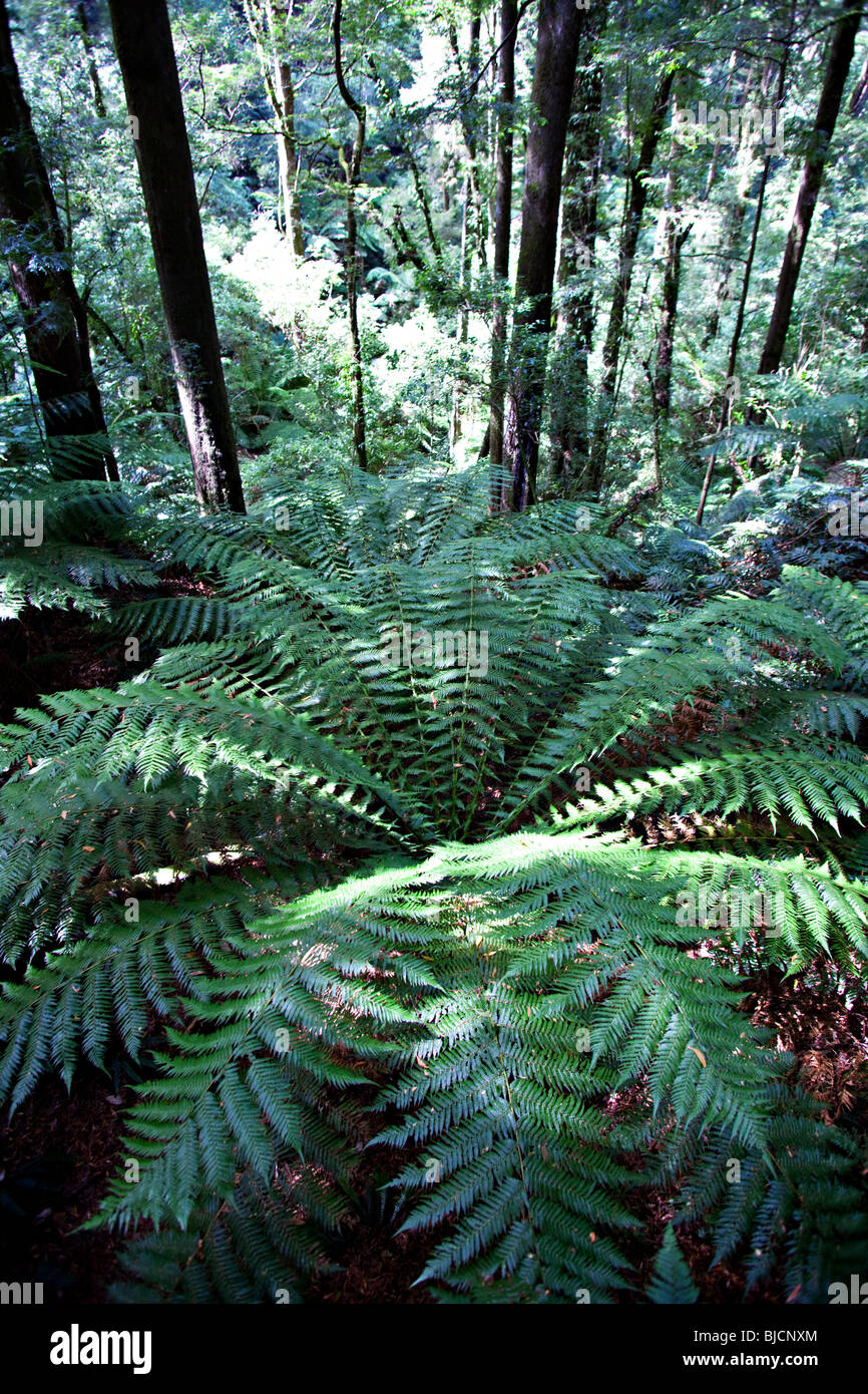 Rain forest at Melba Gully State Park, Great Otway National Park, Vitoria, Australia Stock Photo