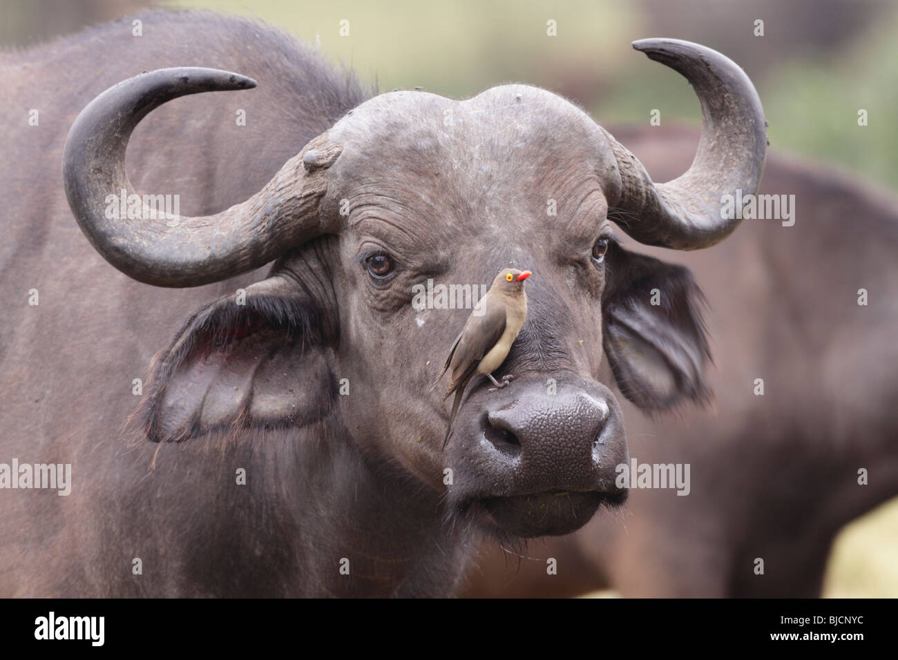 Cape Buffalo attended by Red-billed Oxpecker in Nakuru Reserve of Kenya Stock Photo