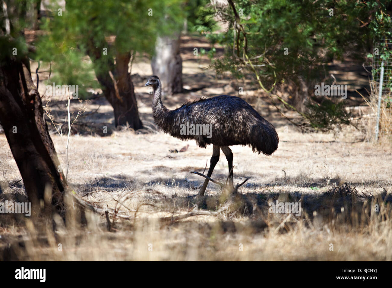 Emu at Tower Hill State Game Reserve, Victoria, Australia Stock Photo