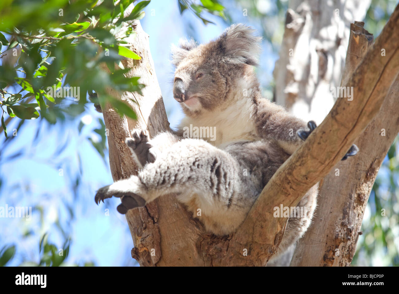 Koala habitat hi-res stock photography and images - Alamy