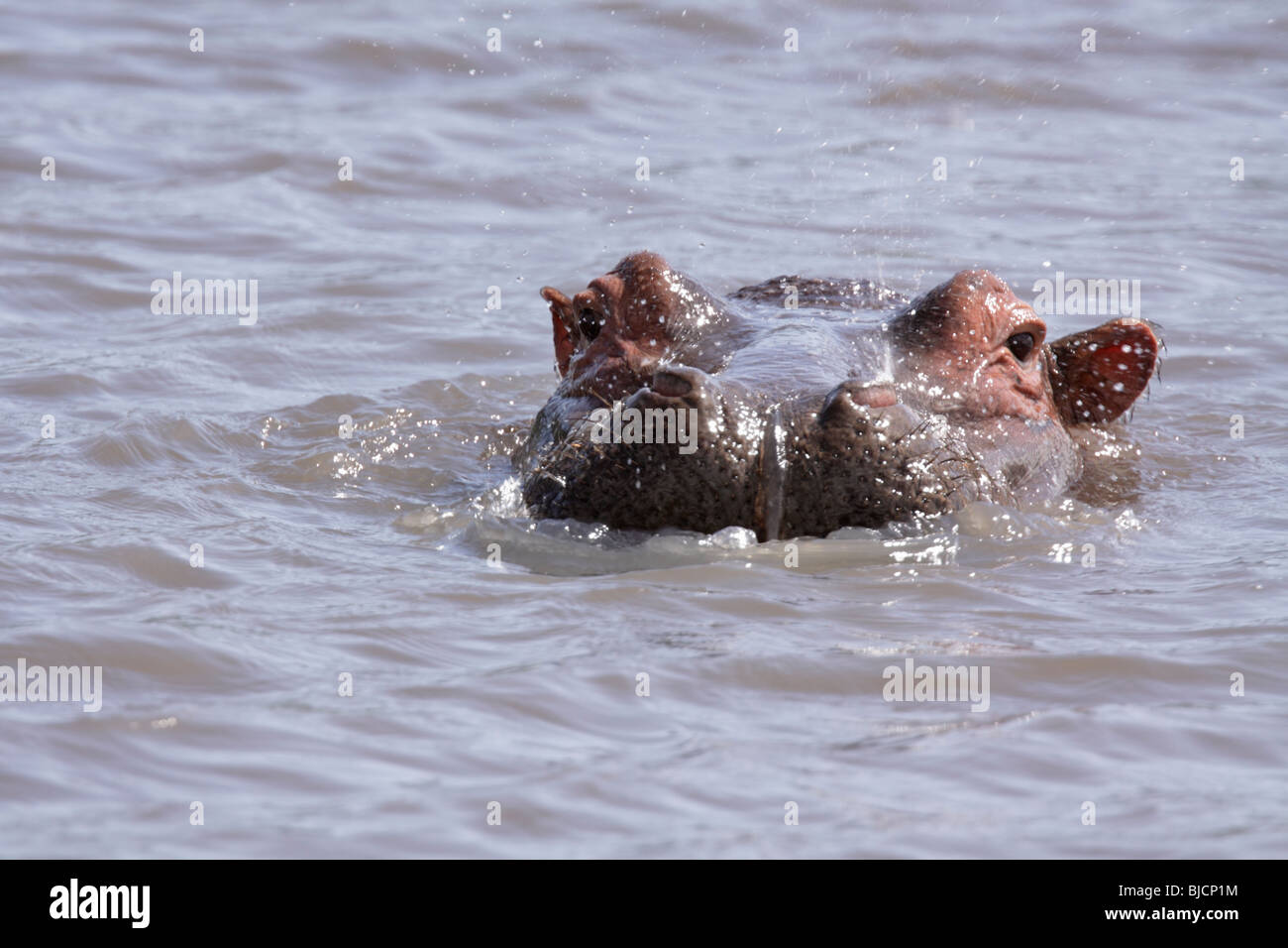 Hippo surfacing in Ngorongoro Crater of Tanzania Stock Photo