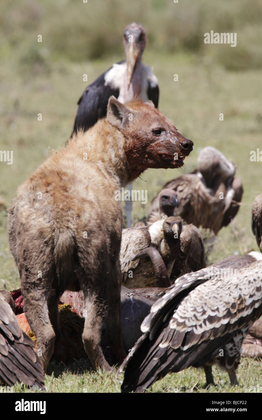 Spotted hyena, vultures and marabou stork on wildebeest kill in Tanzania Stock Photo