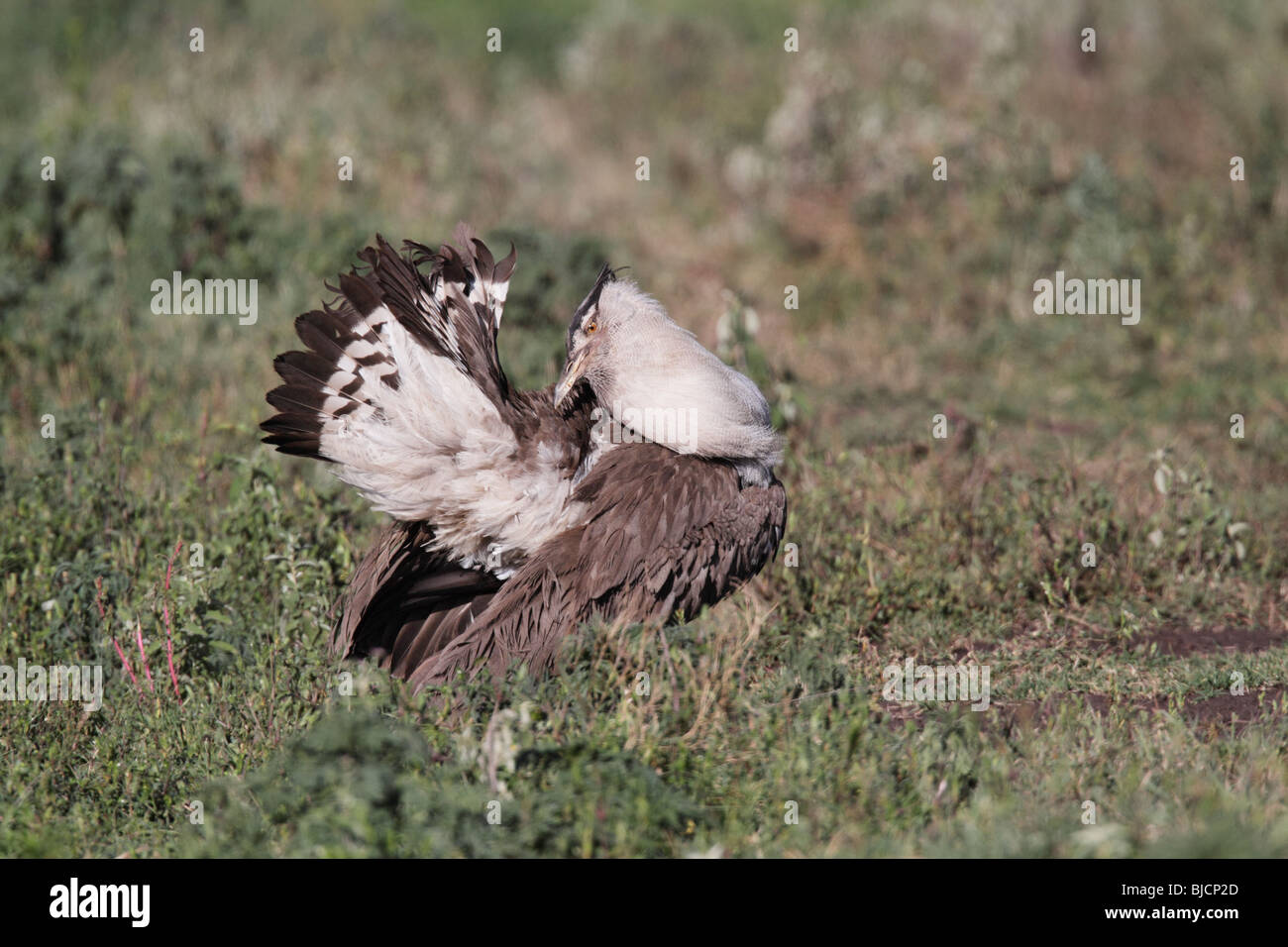 Male Kori Bustard displaying in Ngorongoro Crater of Tanzania Stock Photo