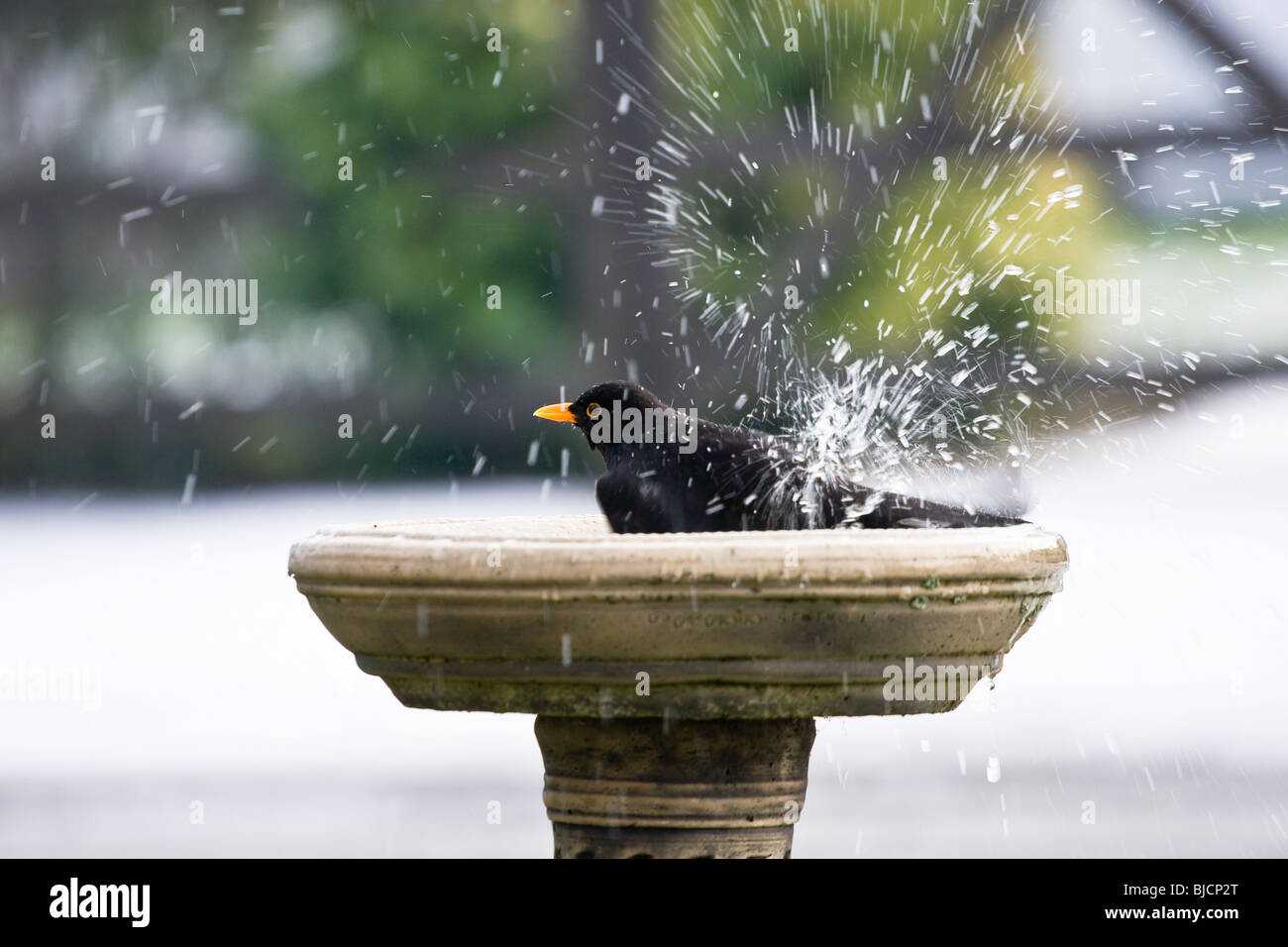 Blackbird splashing in garden birdbath Stock Photo