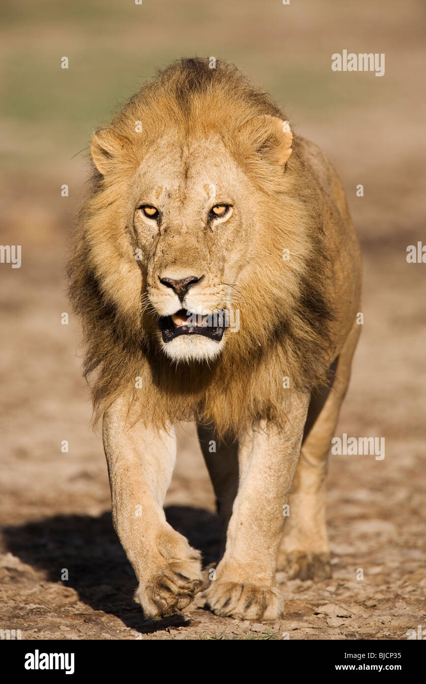 Prowling male lion in Tanzania Stock Photo