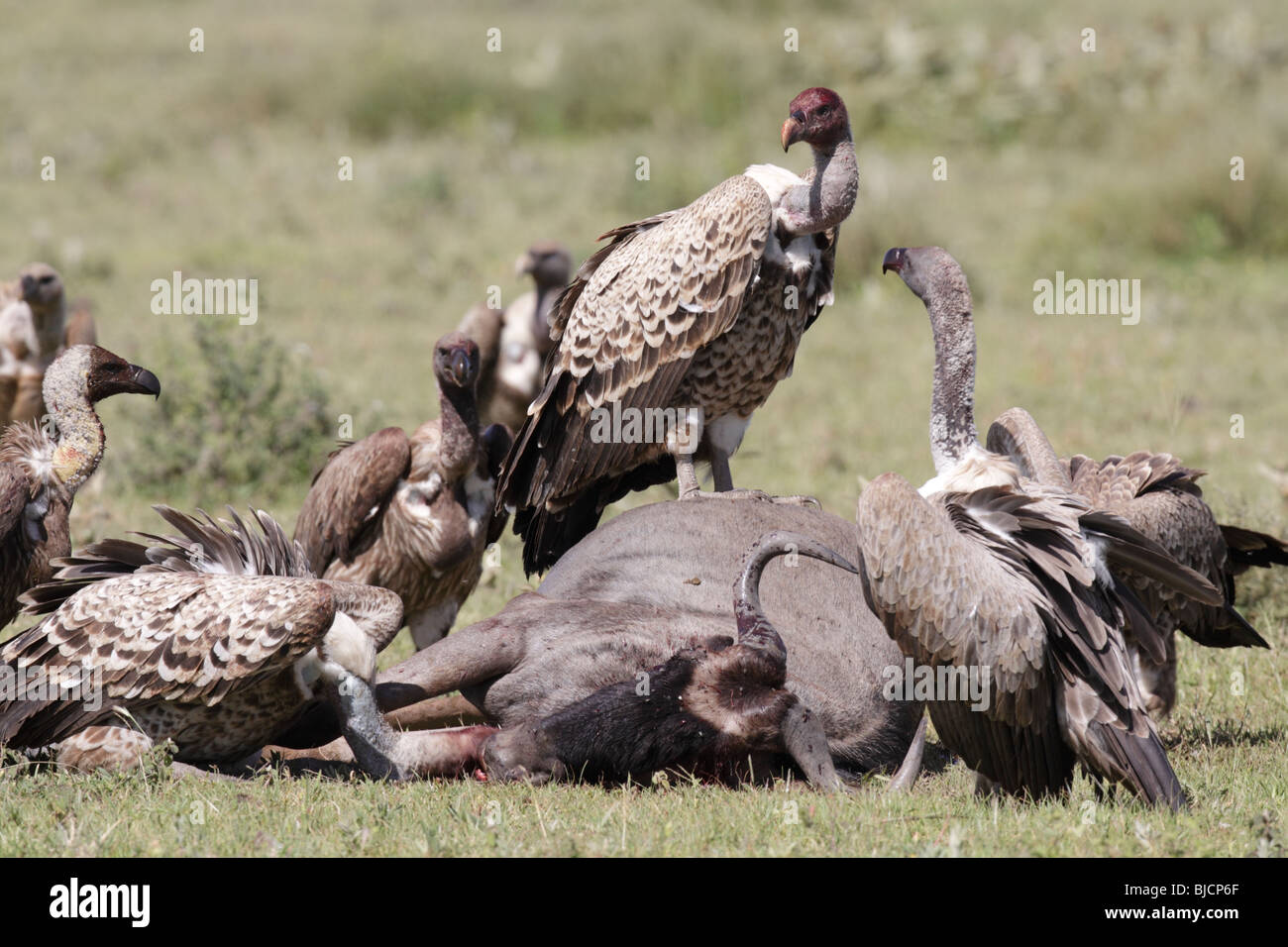 Vultures on a Wildebeest kill in Tanzania Stock Photo