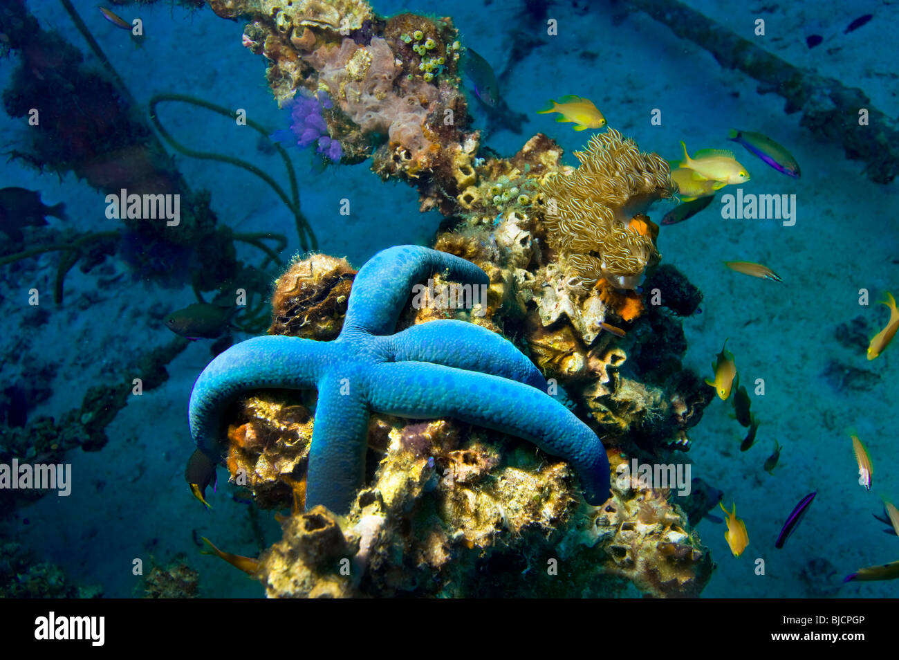 Malapascua manifold versatile multiplex life on artificial built reef fish starfish sea urchin under water underwater dive diver Stock Photo
