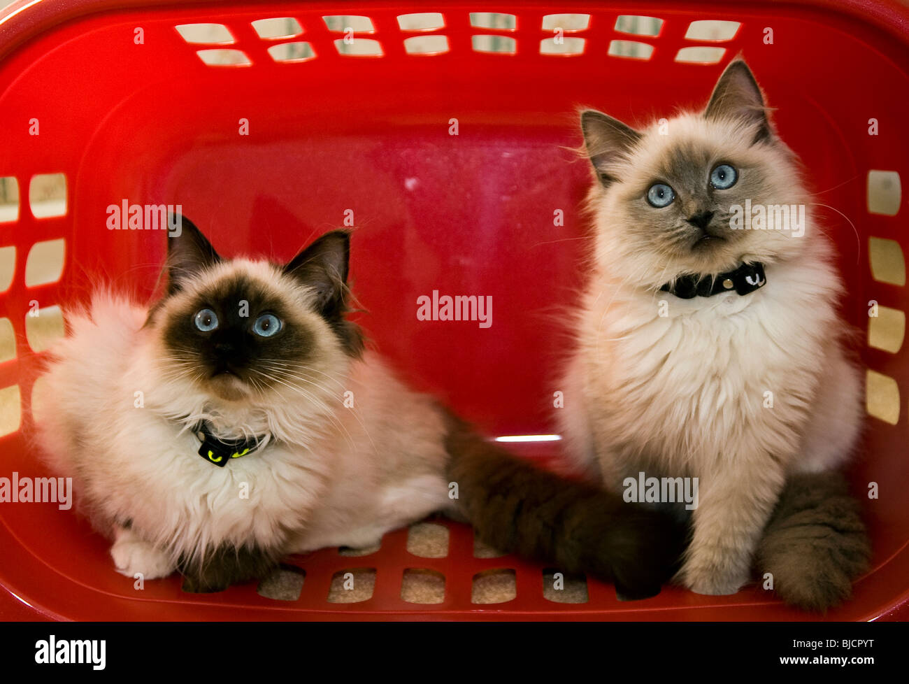 Cute Kittens Stock Photo