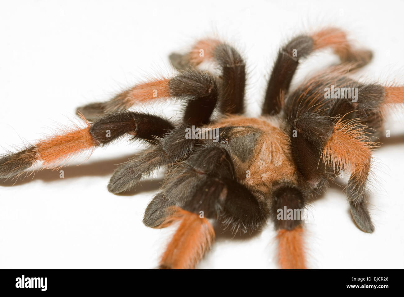 Bird spider,Brachypelma emilia Stock Photo