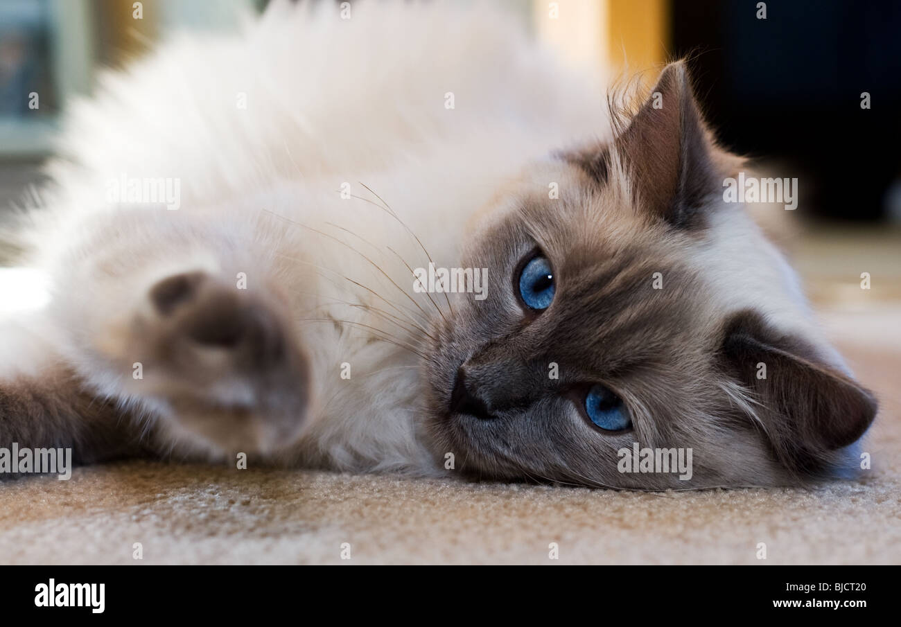 sleeping ragdoll cat Stock Photo Alamy
