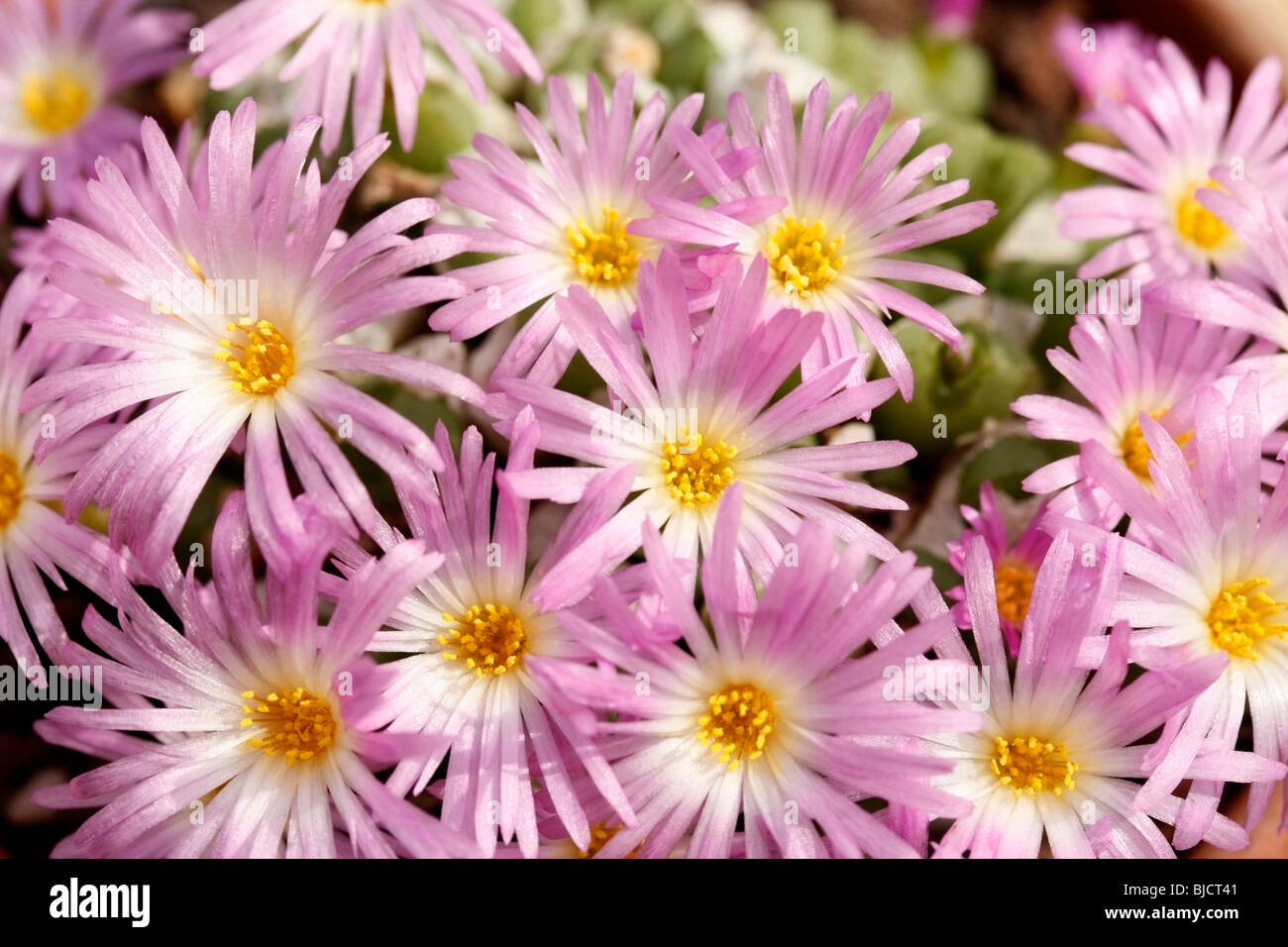 Conophytum ectypum. Stock Photo
