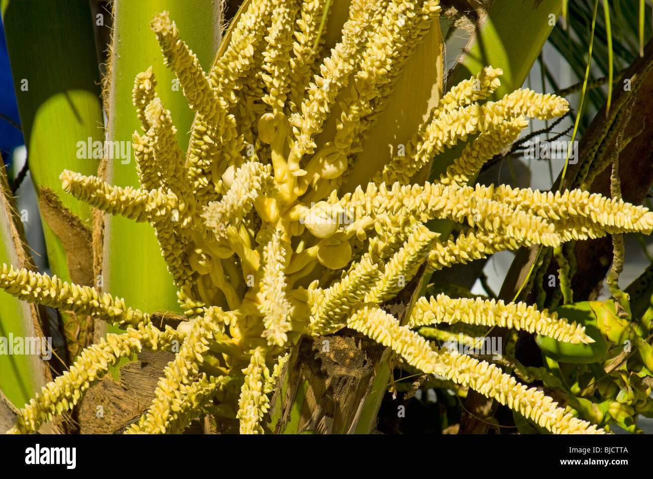 flowering coconut coko nut PALM blossom FOOD fruit flower bloom abloom full blooming pollinate poll pollen Malapascua Island Ceb Stock Photo