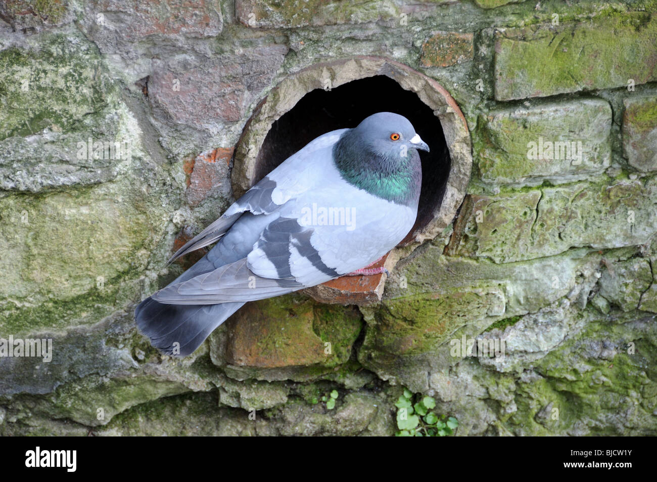 Feral Pigeon / Rock Dove  (Columba livia) Stock Photo