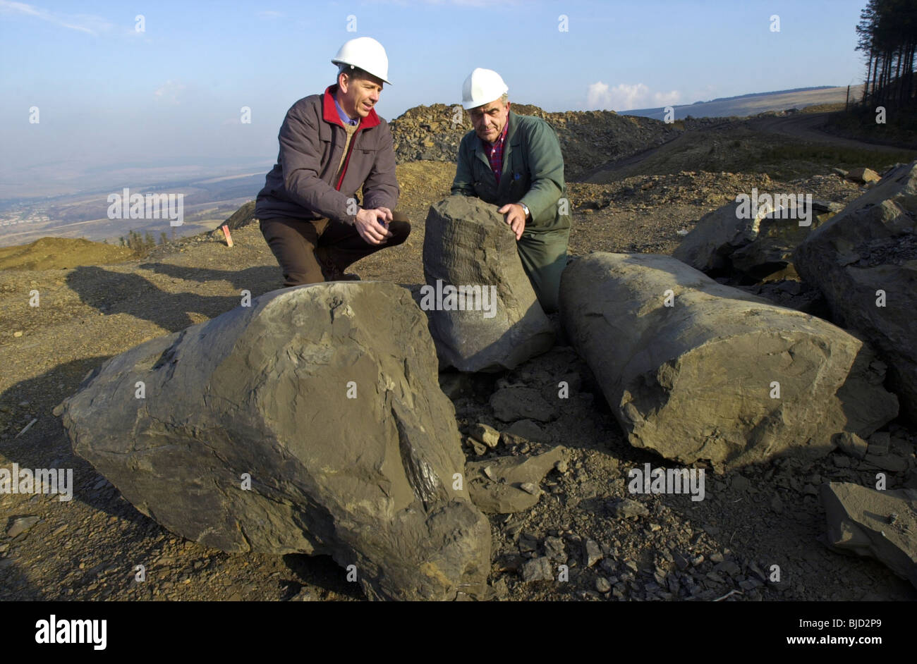 Geologists examine some of the 300 million year old fossilised trees preserved in the exposed mudstone at an opencast site Stock Photo