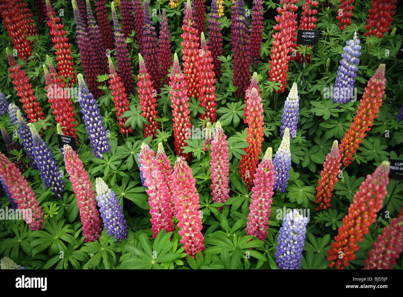 Lupinus, Lupins at the Chelsea Flower Show Stock Photo Alamy