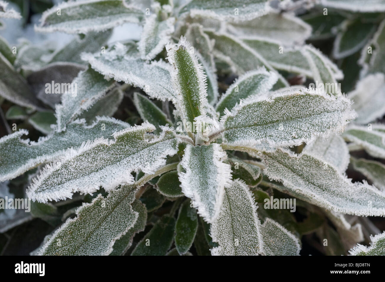 Sage plant with frost hires stock photography and images Alamy