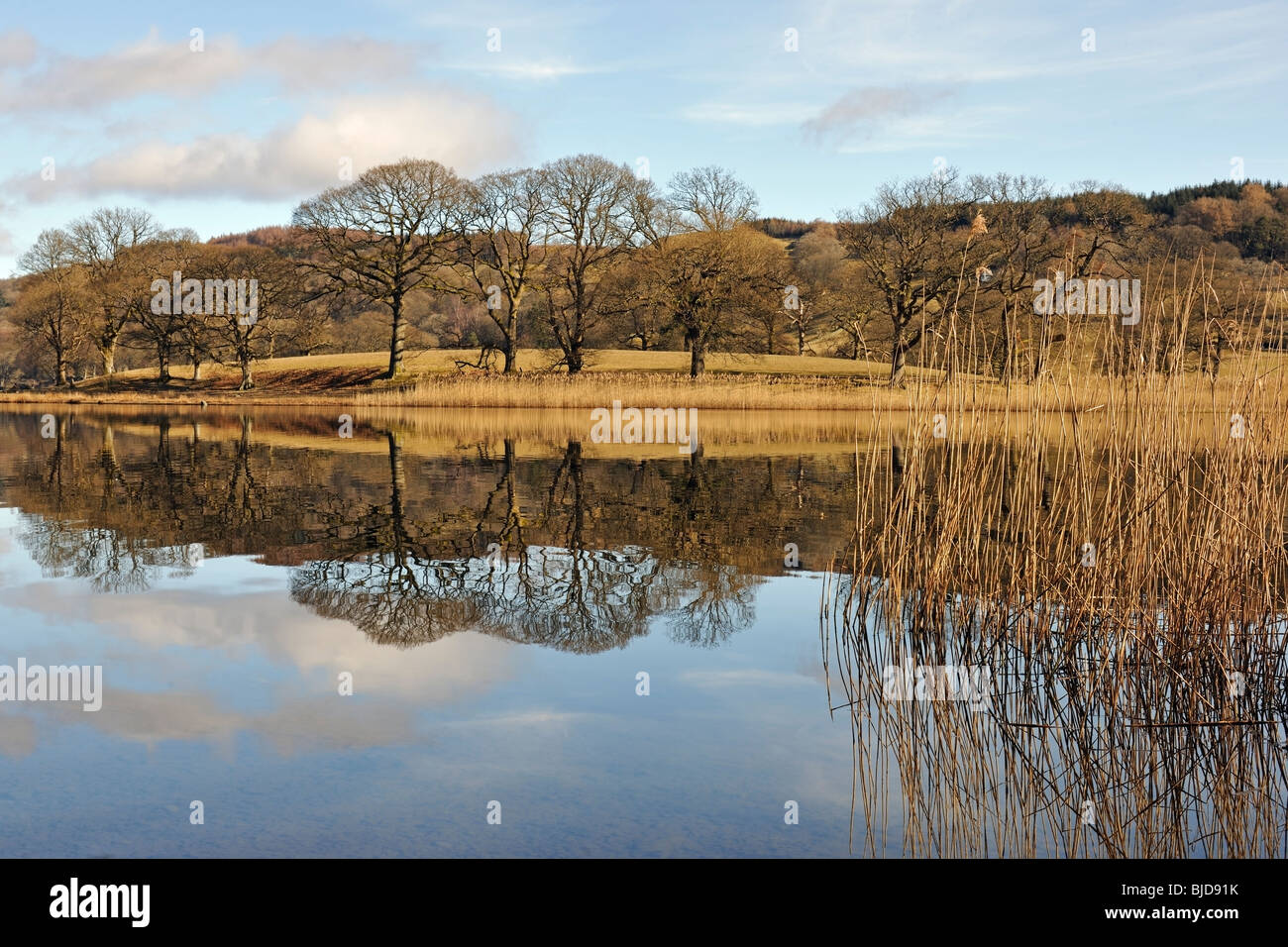River Rushes Uk Trees with rushes hi-res stock photography and images - Alamy