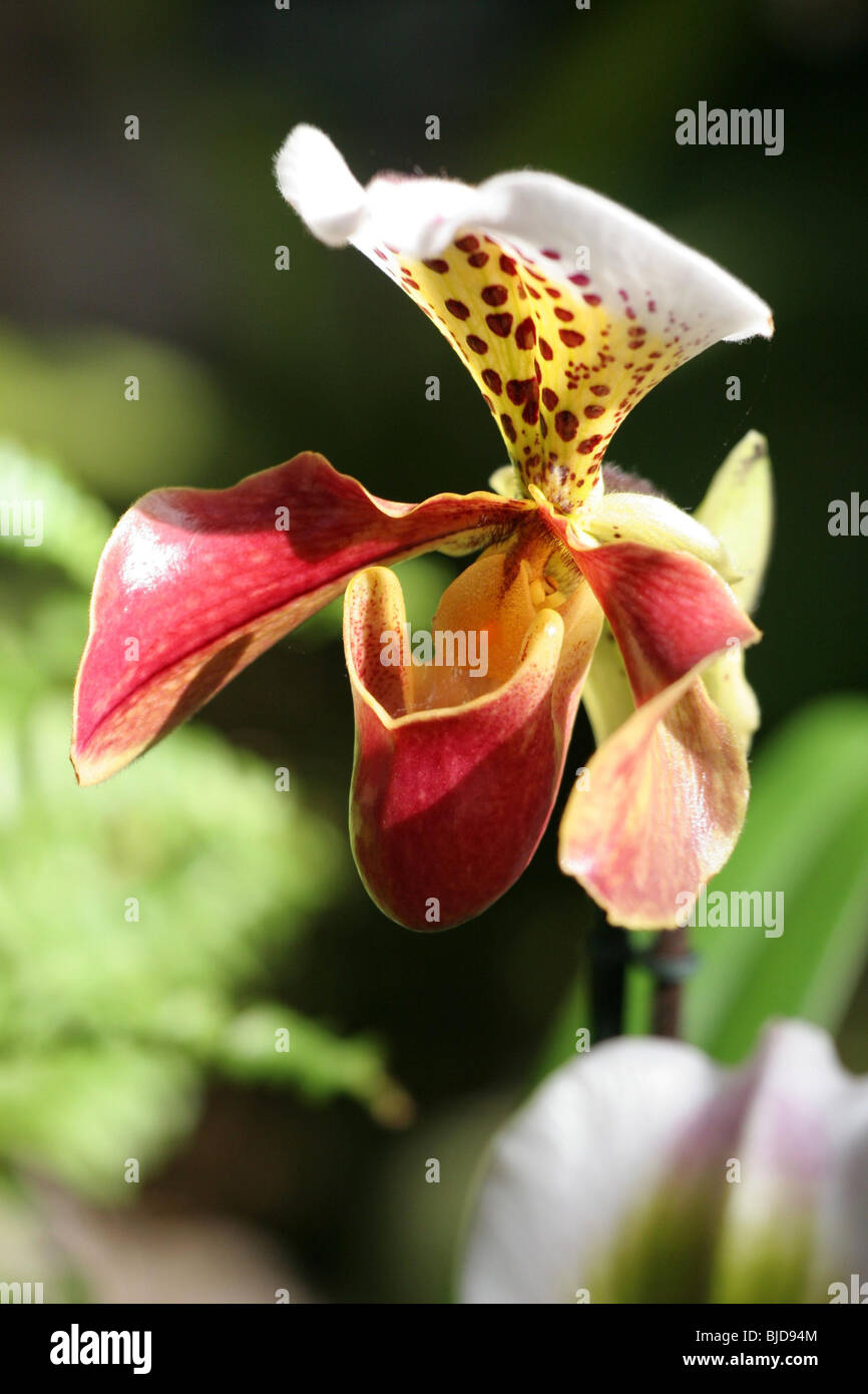 Paphiopedilum Orchid Stock Photo