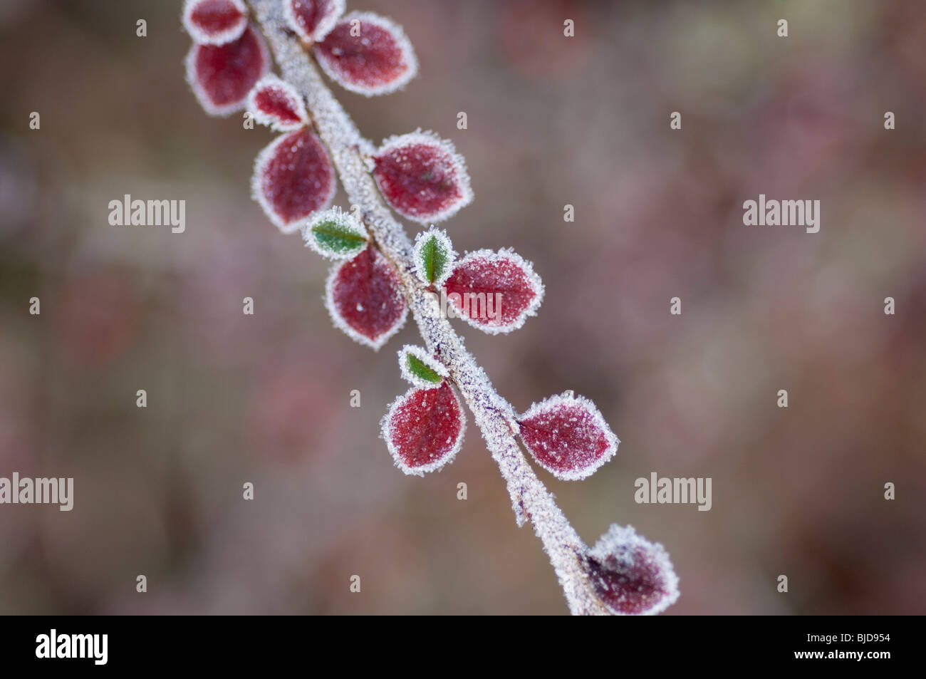 Frost covered Cotoneaster horizontalis leaves Stock Photo