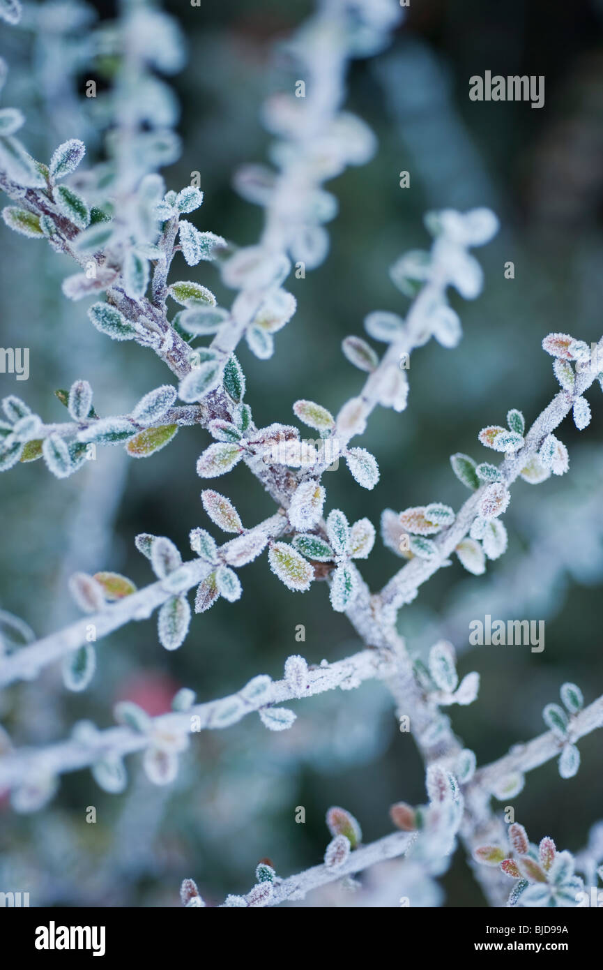 Cotoneaster horizontalis, winter Stock Photo