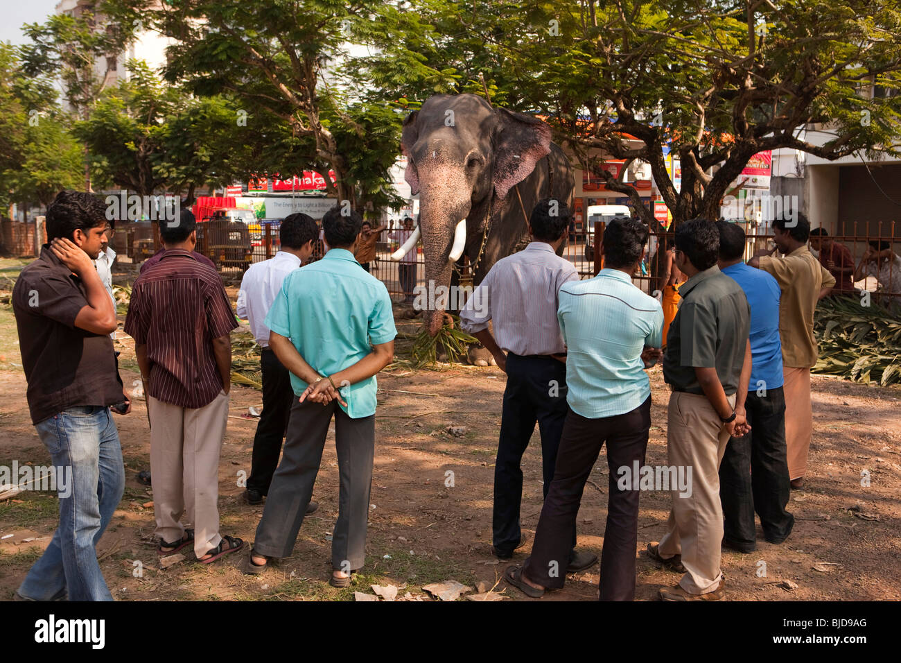 India, Kerala, Kochi, Ernakulam Shiva Temple, Uthsavom festival, Durbar Ground men watching tethered elephant Stock Photo