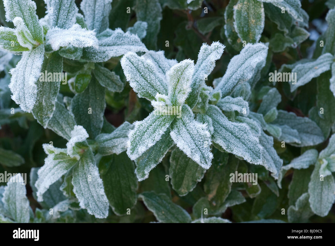 Leaves covered with hoar frost hi-res stock photography and images - Alamy