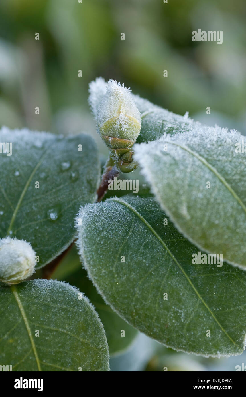 Frost covered Camelia bud Stock Photo