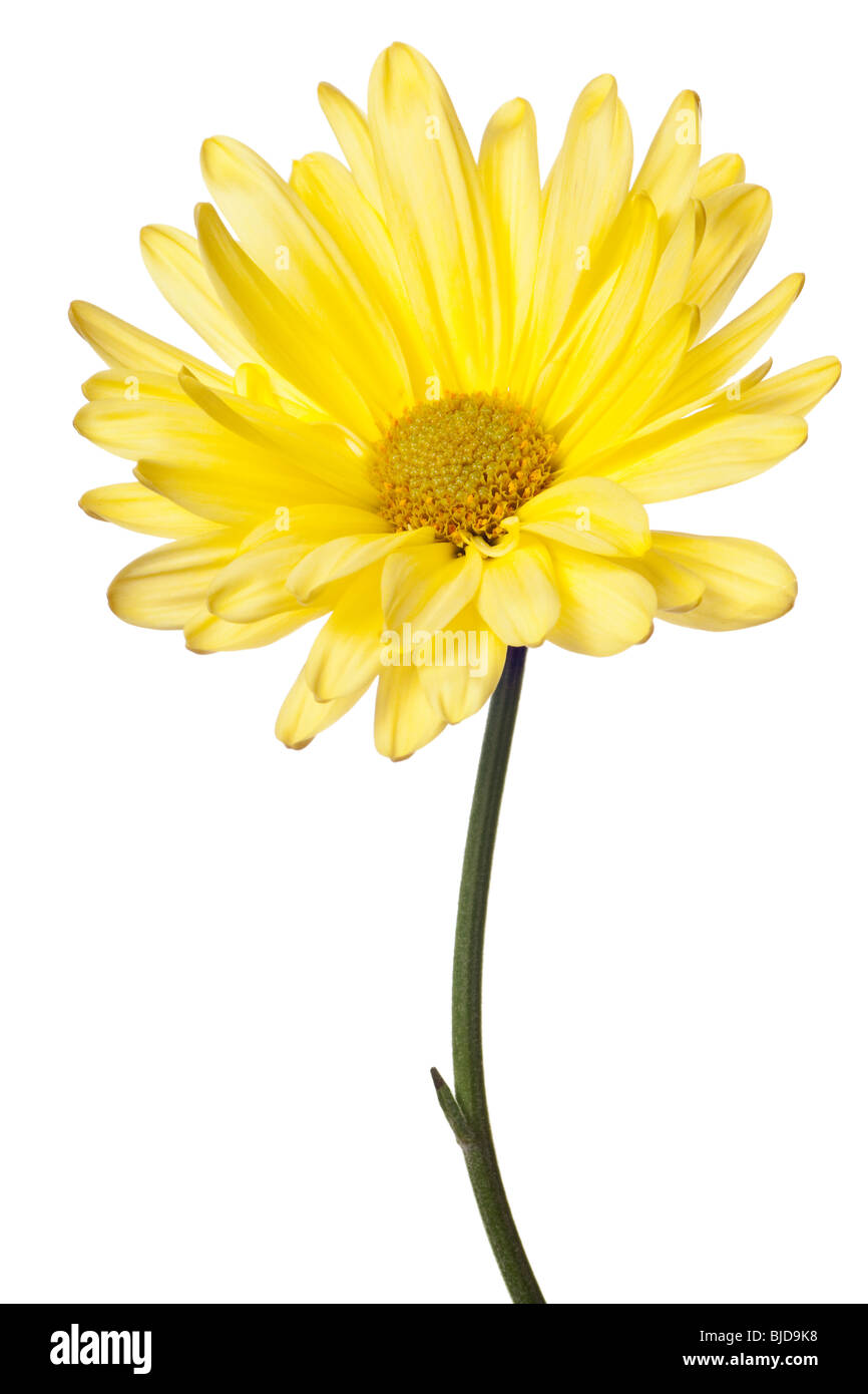 daisy isolated on a pure white background Stock Photo