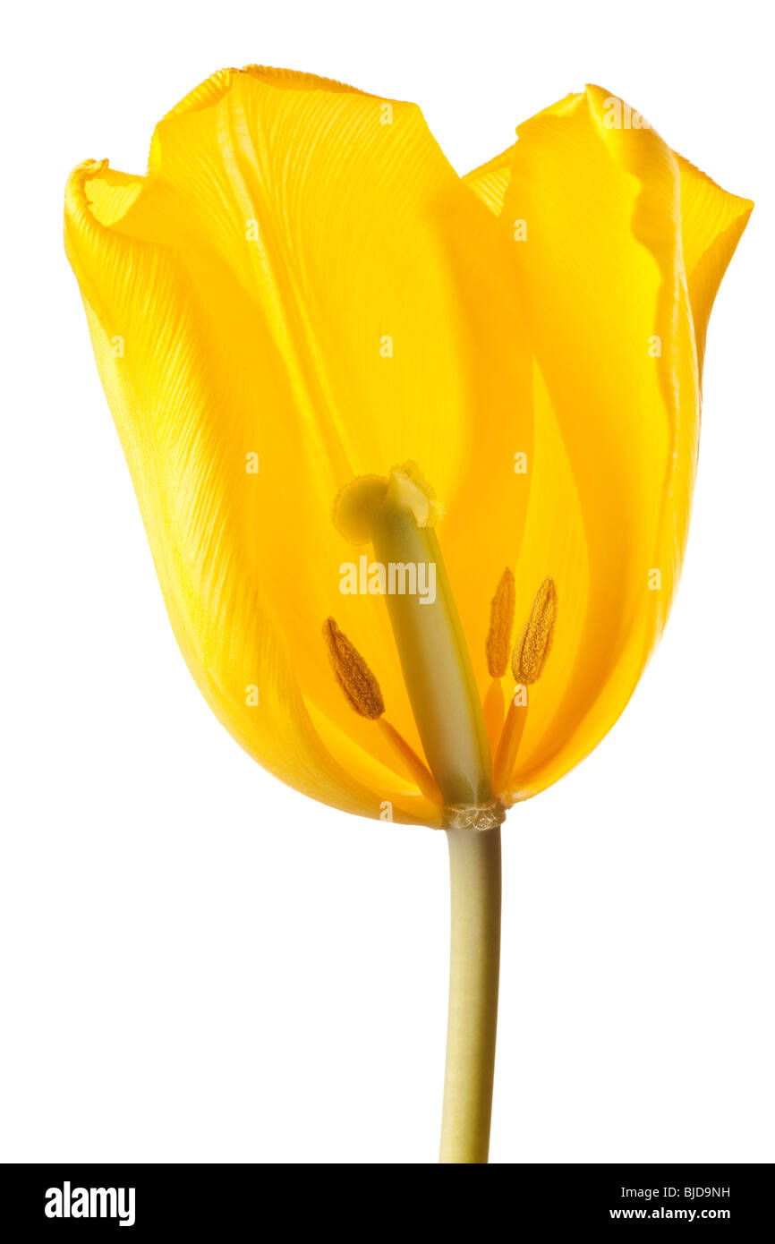 yellow tulip isolated on white background Stock Photo - Alamy