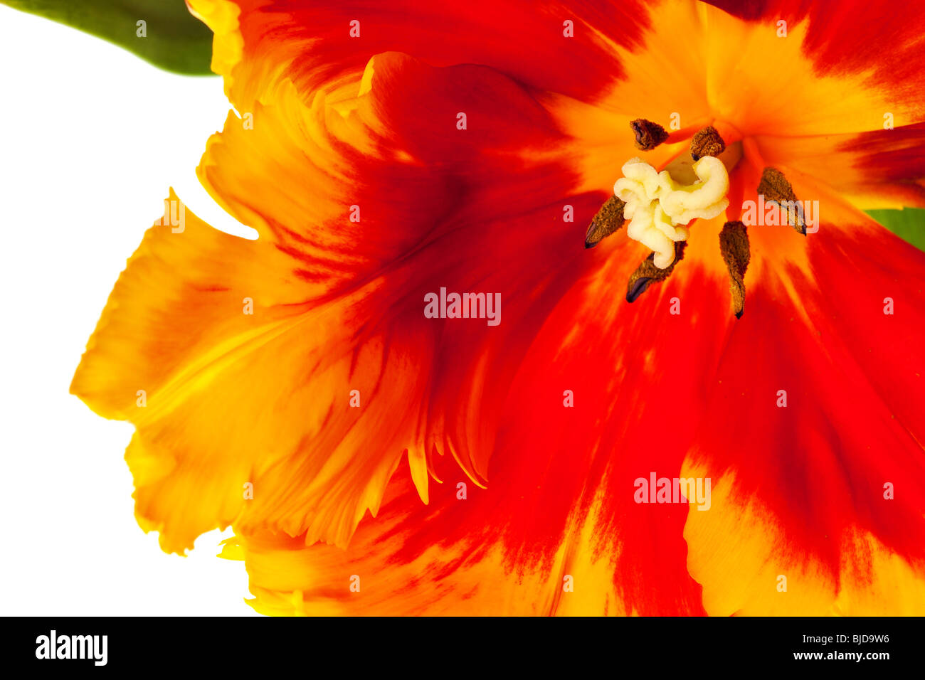 spring tulips flower isolated on white background Stock Photo - Alamy
