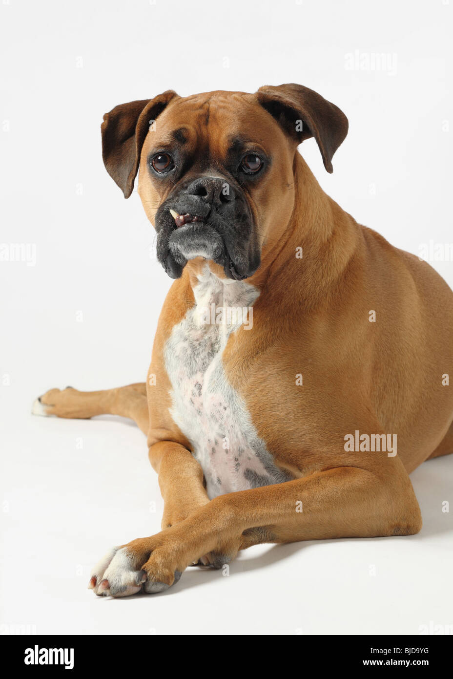 ugly-adult-male-boxer-dog-sitting-on-black-background-BJD9YG.jpg