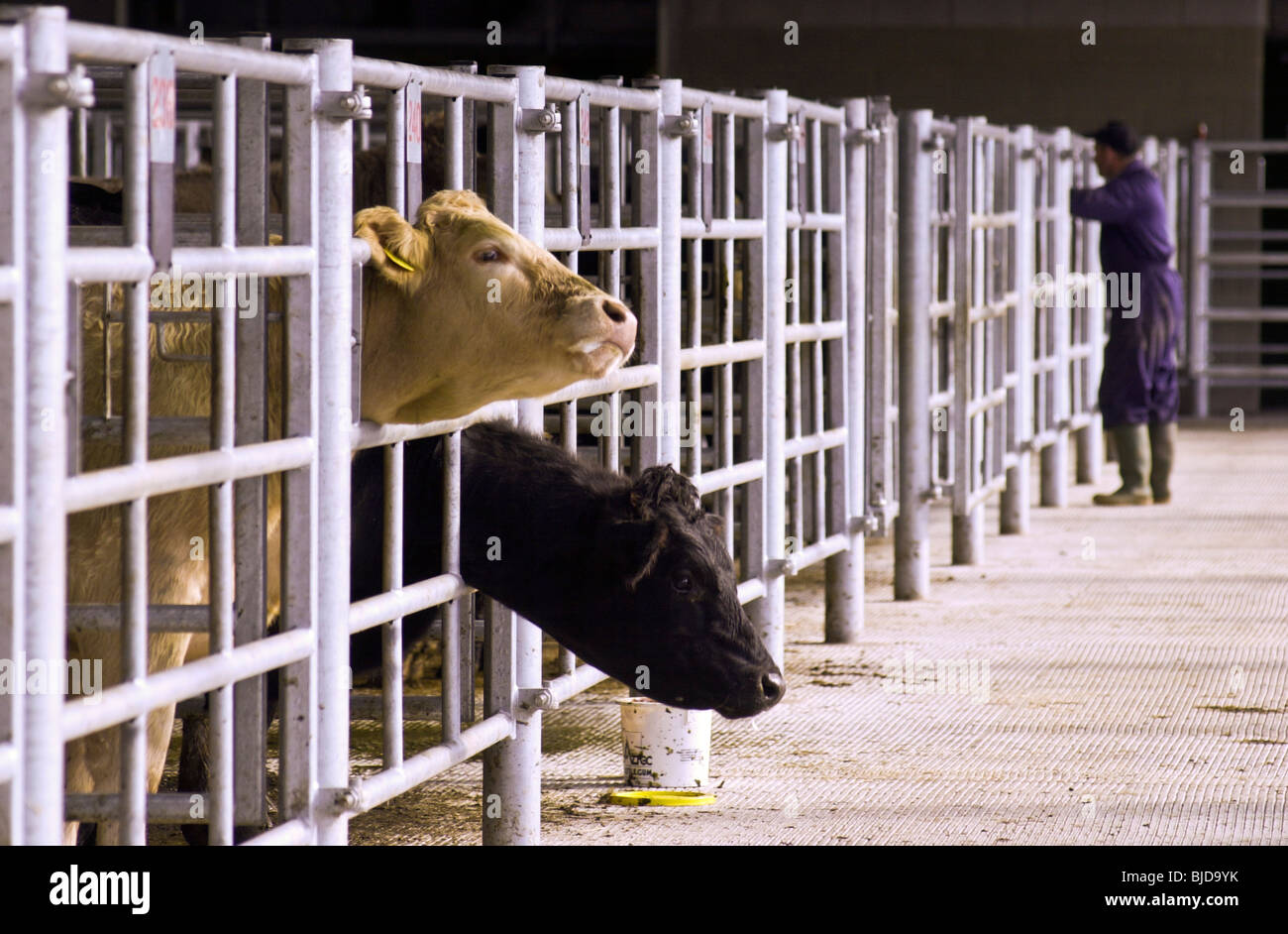 Cattle wait to be auctioned at the UK's first organic stock sale which