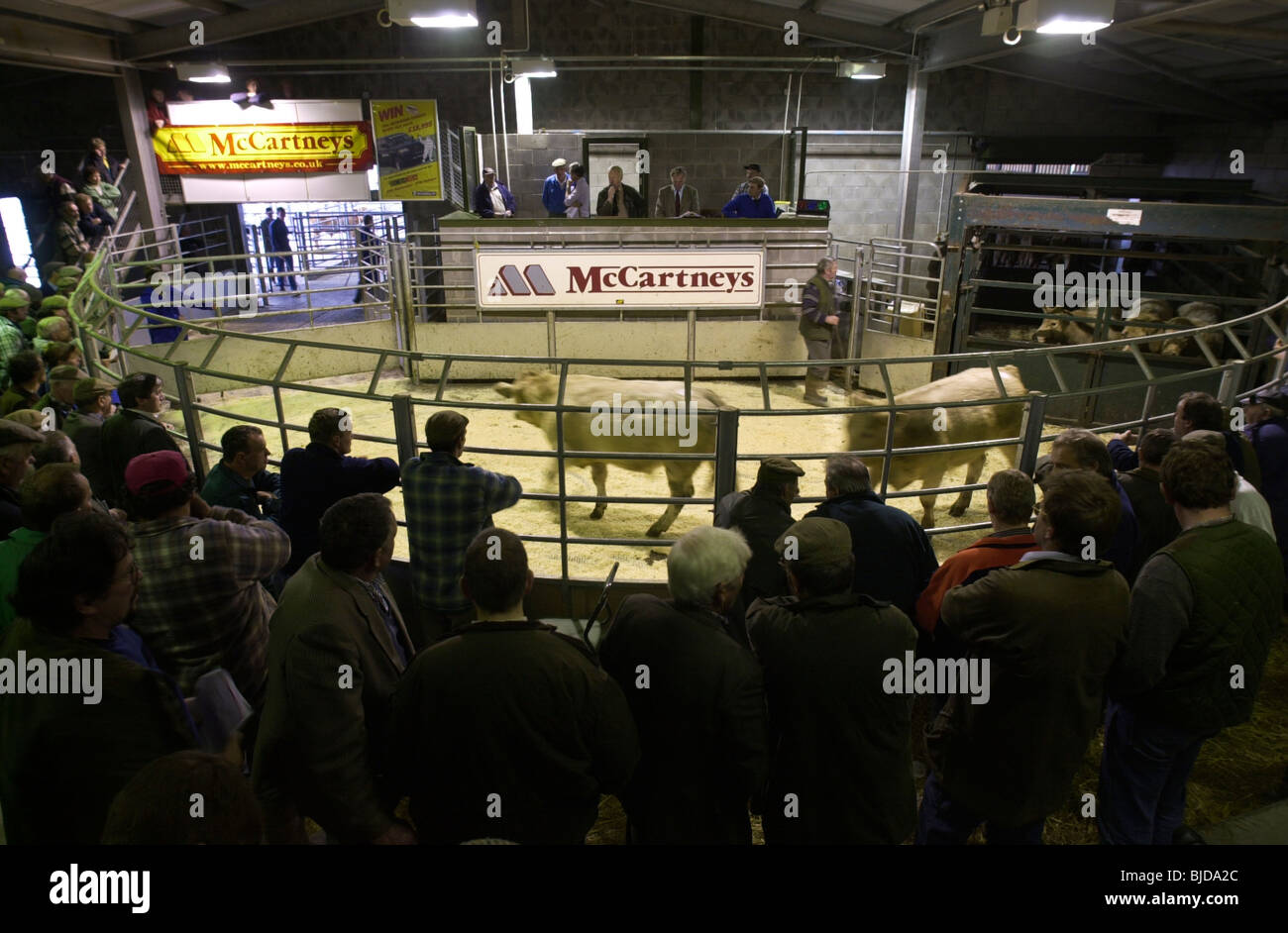 Cattle auction at the UK's first organic stock sale which was held at