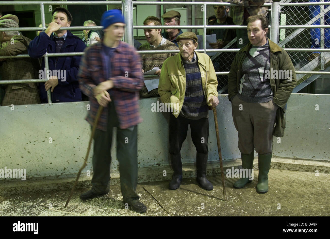 Farmers watching the auction at the UK's first organic stock sale which