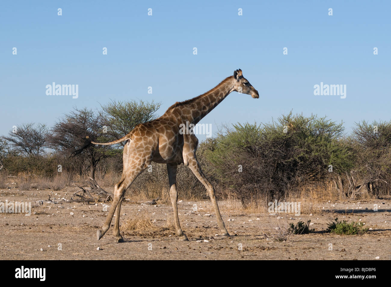 Giraffe running in Etosha National Park, Namibia Stock Photo