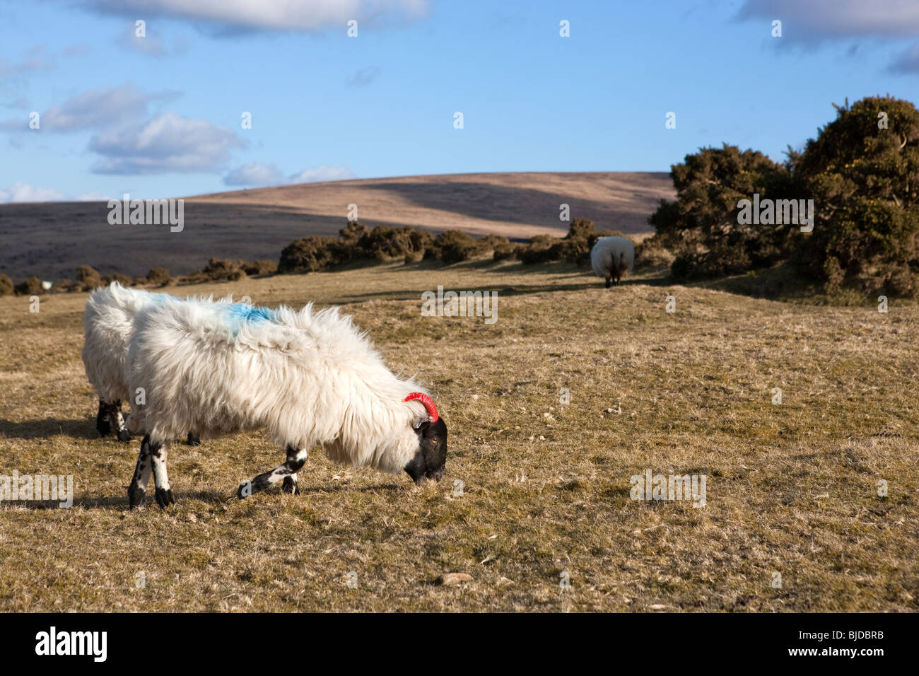 Sheep in  Dartmoor National Park. Stock Photo