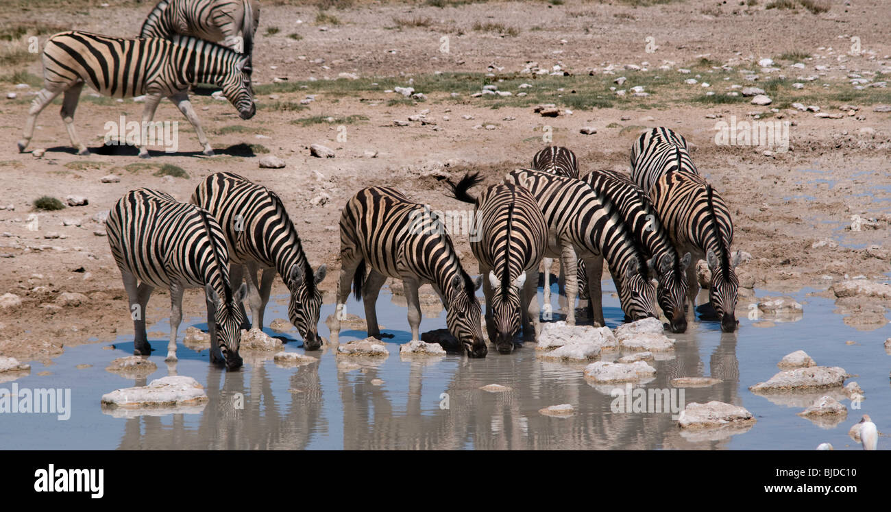 zebras drinking in the waterhole Stock Photo