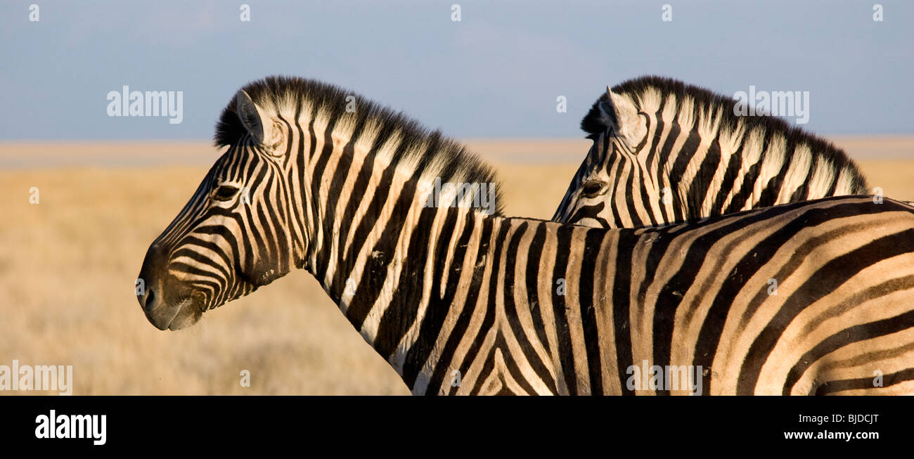 two zebras Stock Photo