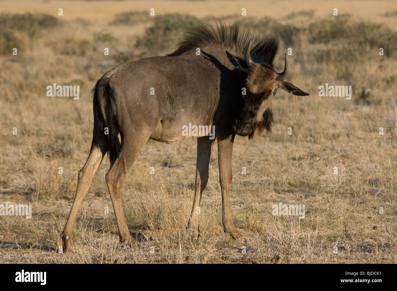 Wildebeest (gnu) Scratching Stock Photo