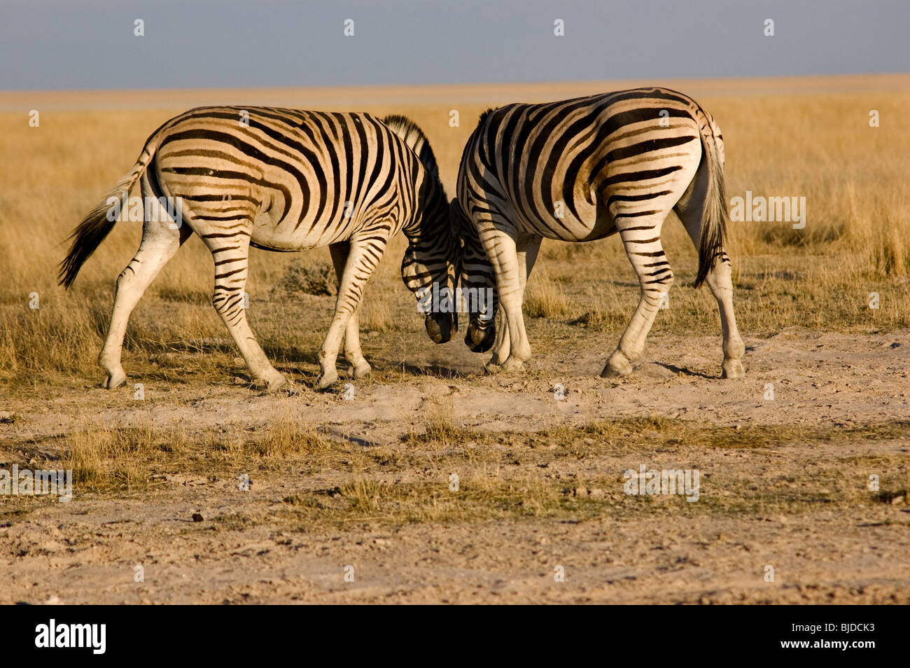two zebras rubbing heads Stock Photo