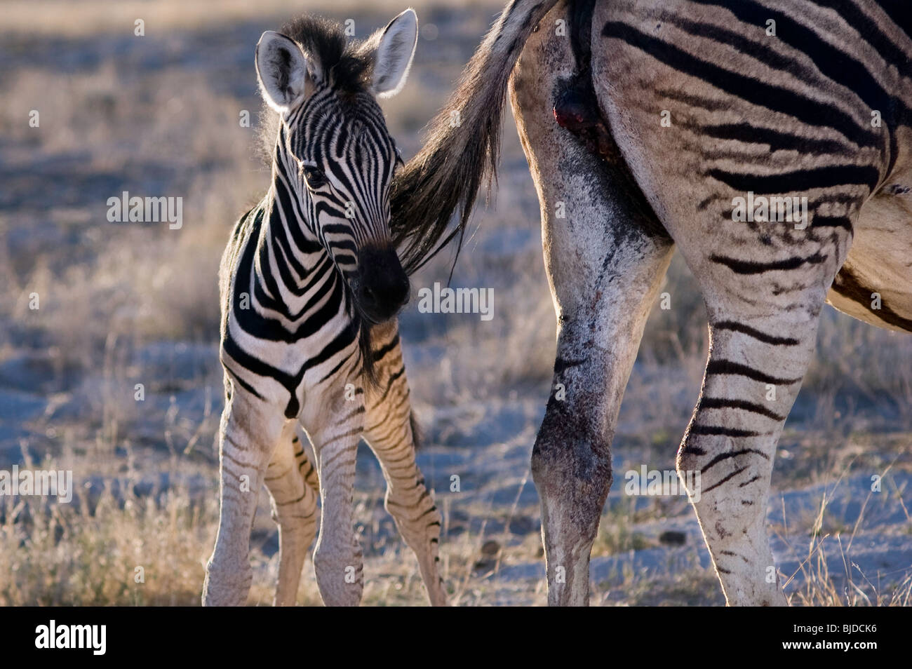 Baby zebra Stock Photo