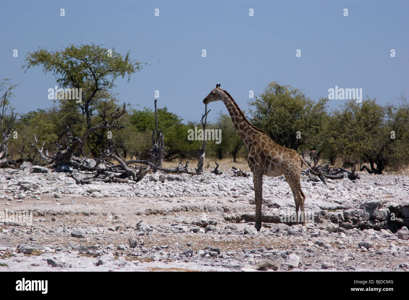 Giraffe in Etosha National Park Stock Photo