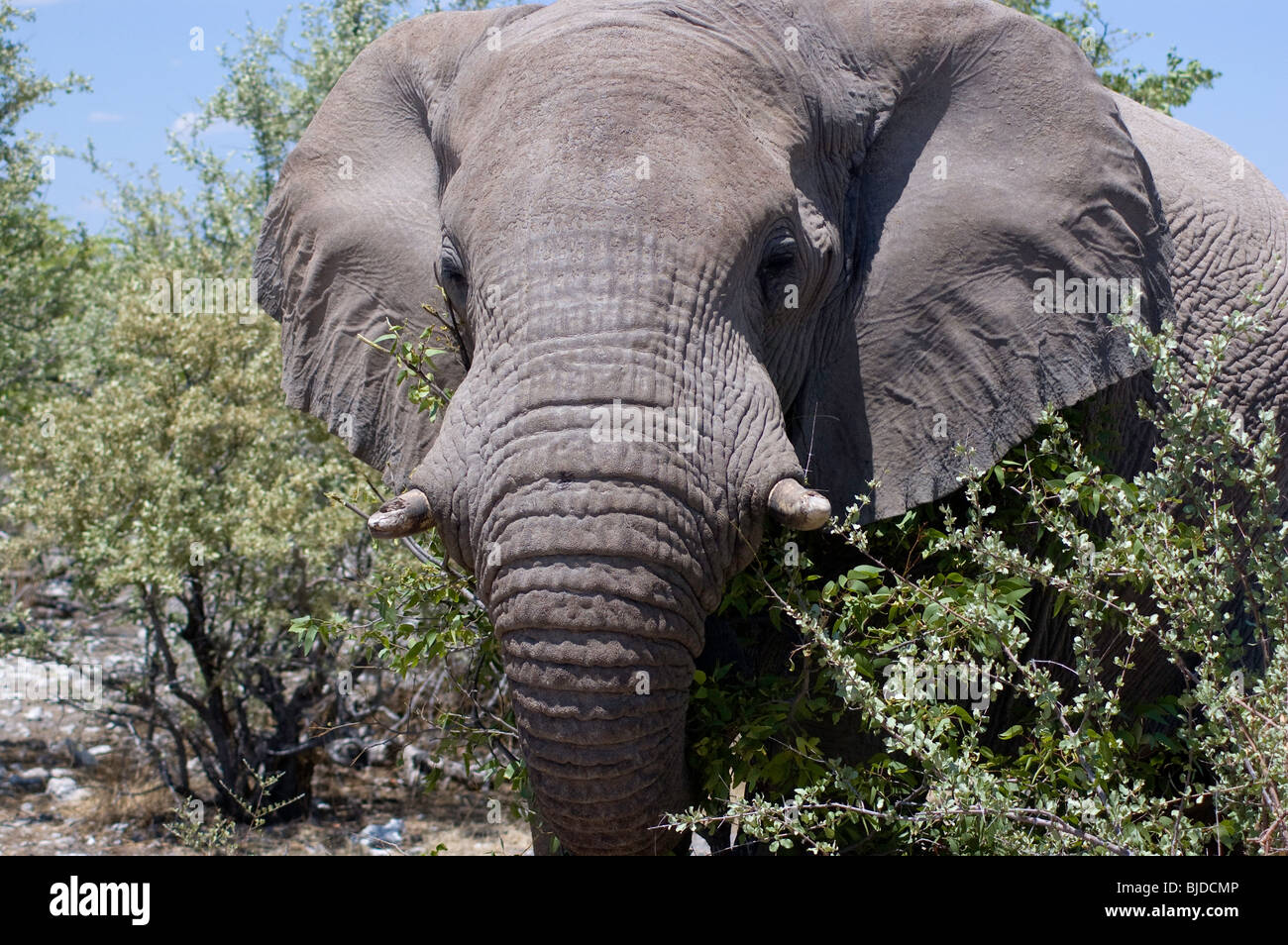 Elephant close up (head an ears) Stock Photo