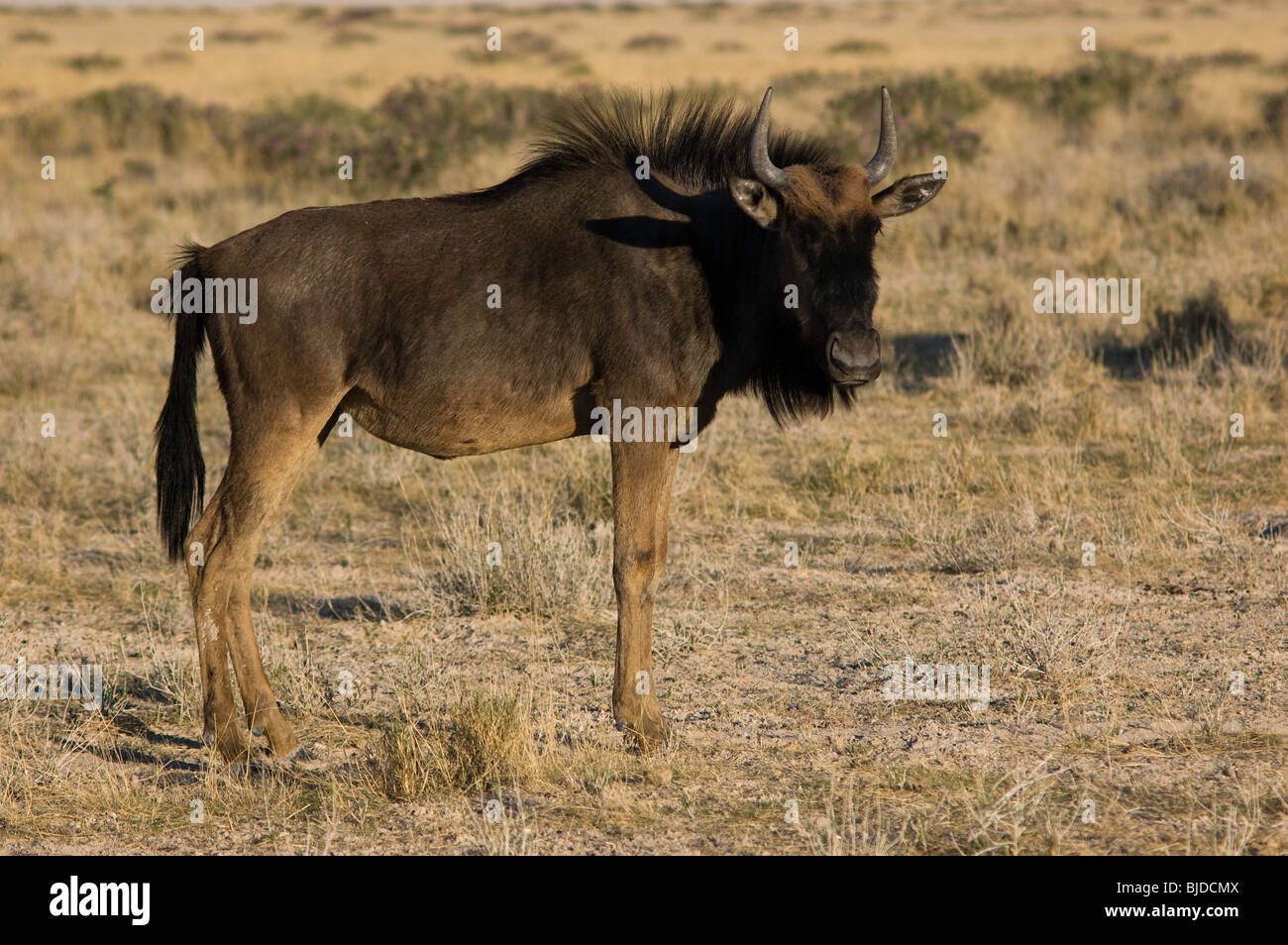 Standing wildebeest in Etosha National Park Stock Photo