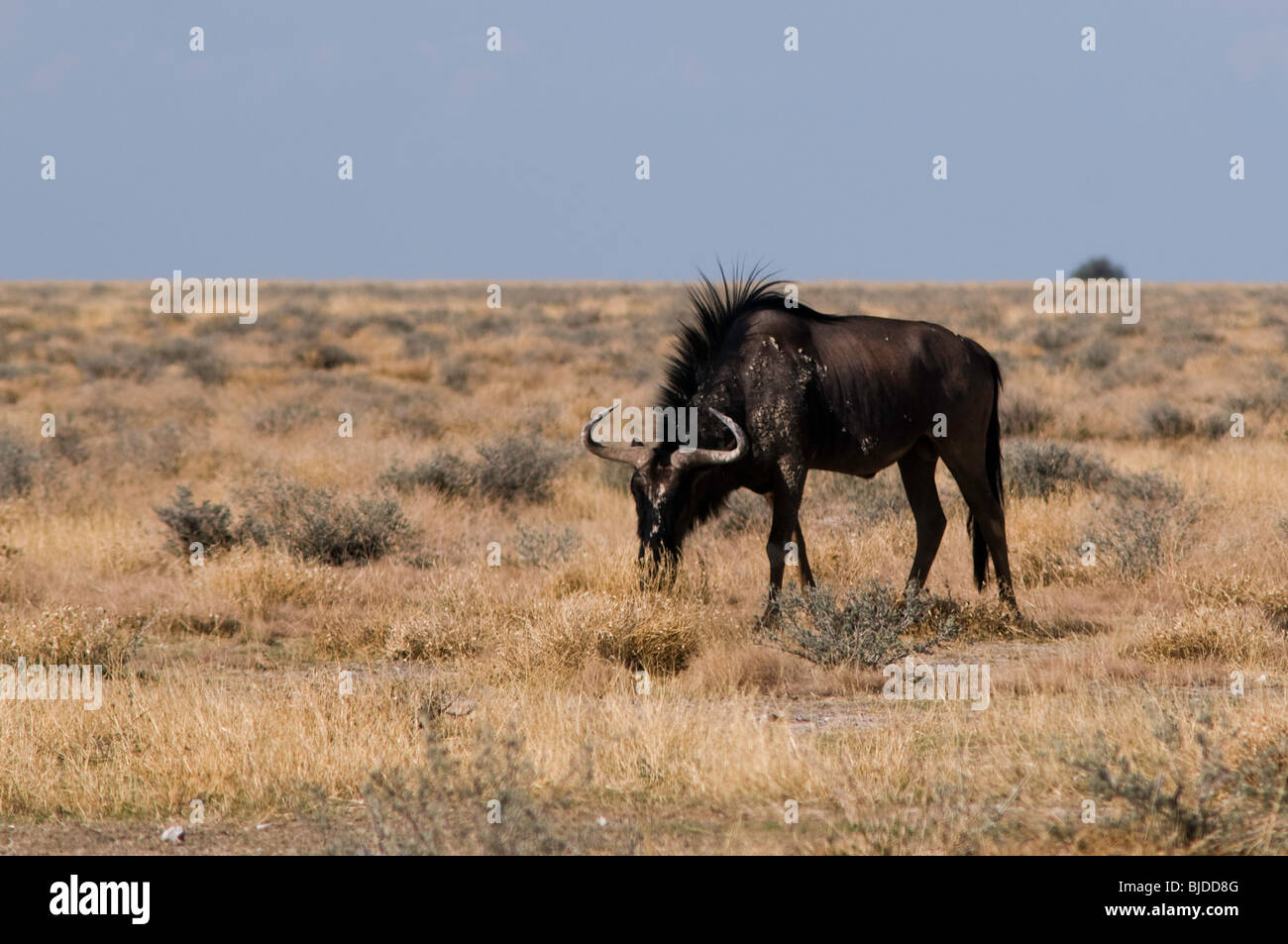 Male wildebeest grazing Stock Photo