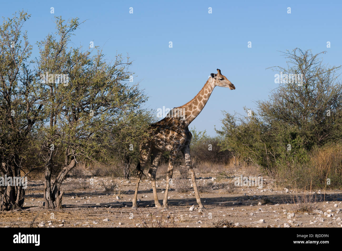 Giraffe walking between the trees in Etosha national Park, Namibia Stock Photo