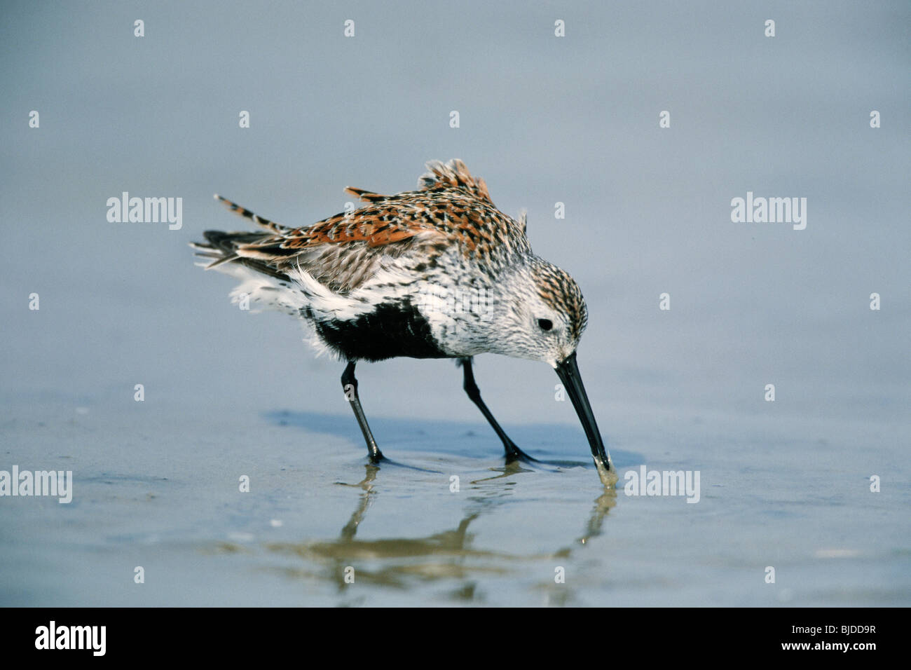 Dunlin (Calidris alpina hudsonia), in breeding plumage eating a