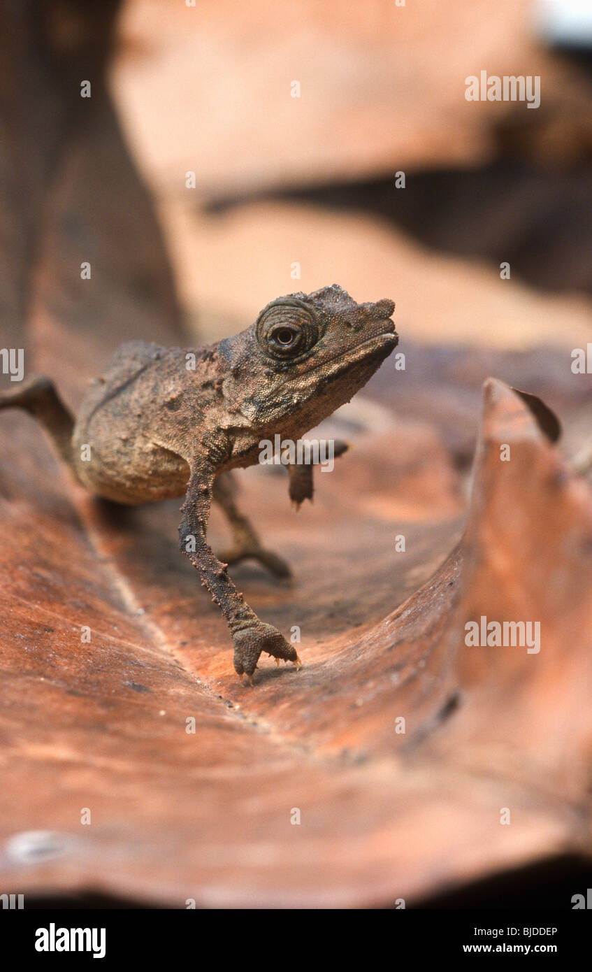 Pigmy leaf chameleon, Rhampholeon spectrum, Cameroon, West Africa Stock Photo