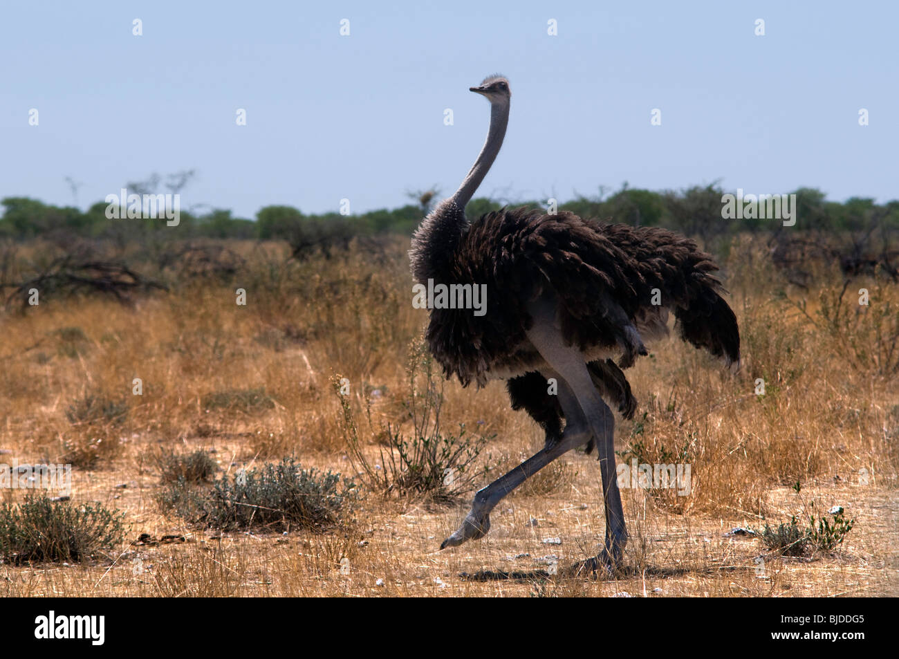 Animalia chordata vertebrata aves paleognathae struthioniformes ...